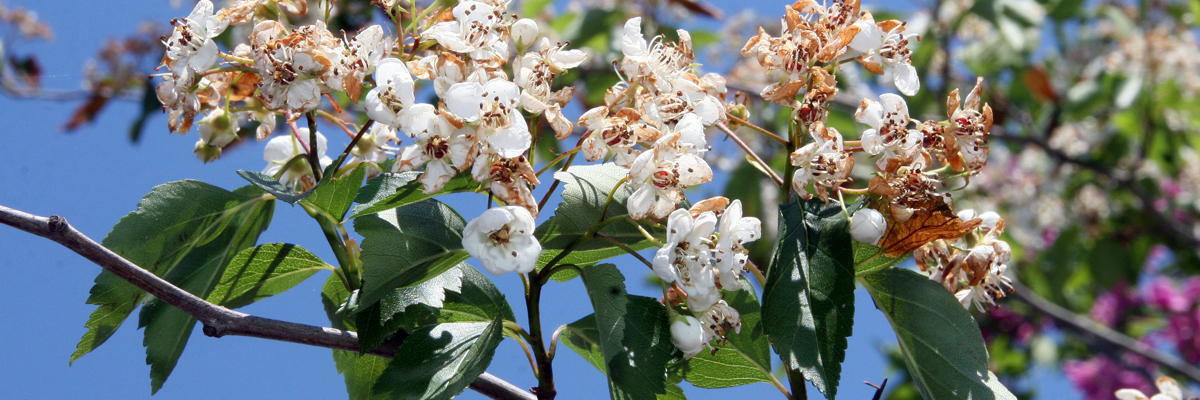 Crataegus