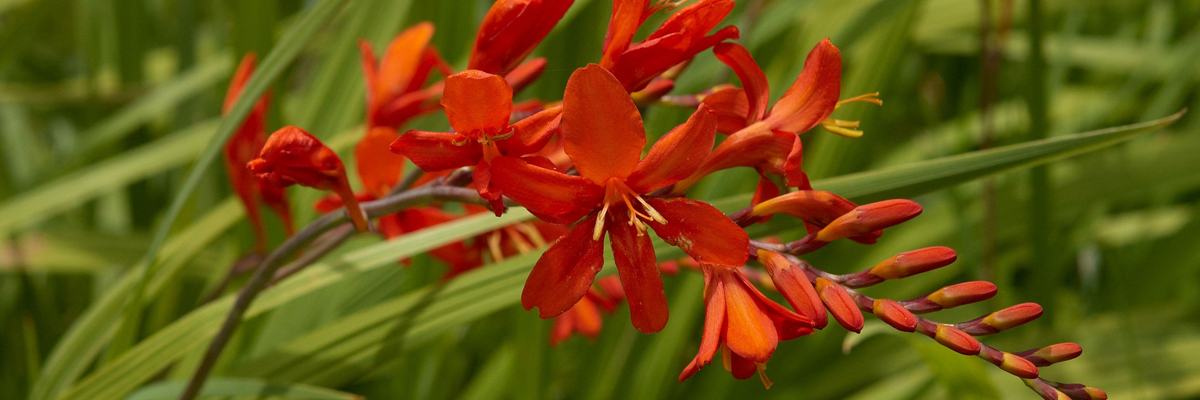 Crocosmia