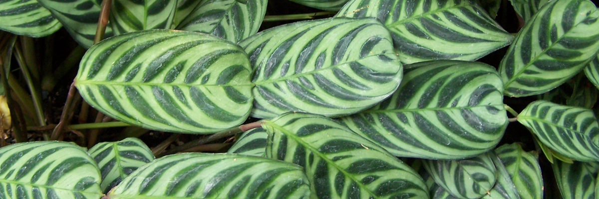 Ctenanthe