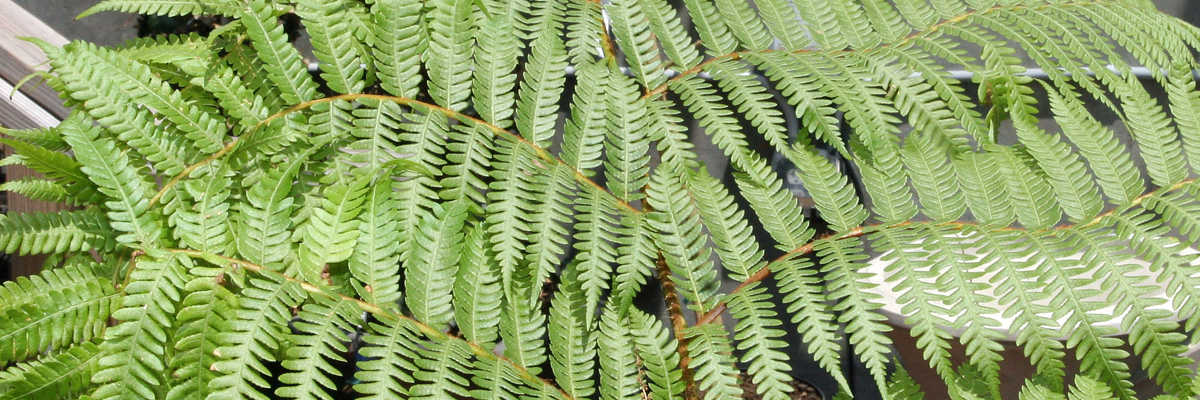 Cyathea