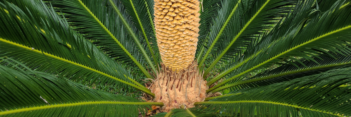 Cycas