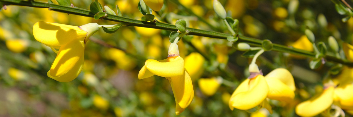 Cytisus