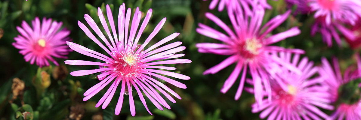 Delosperma