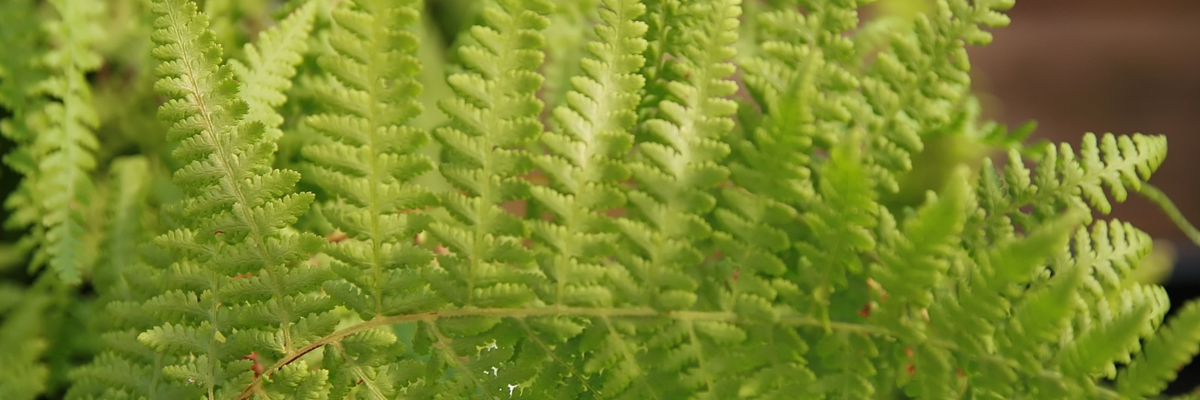 Dennstaedtia