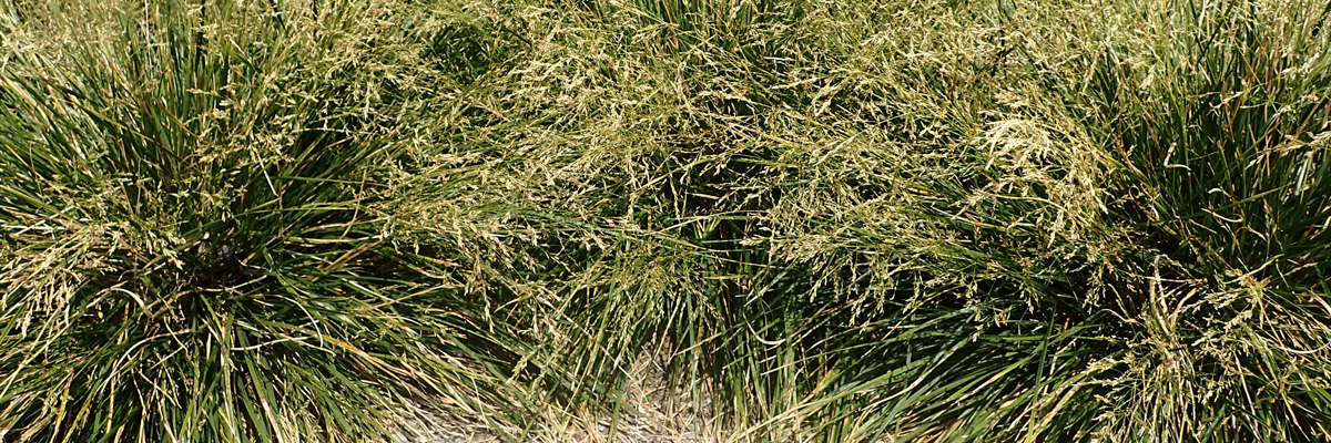 Deschampsia