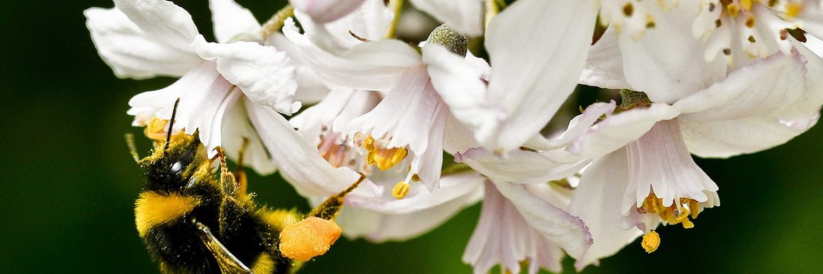 Deutzia