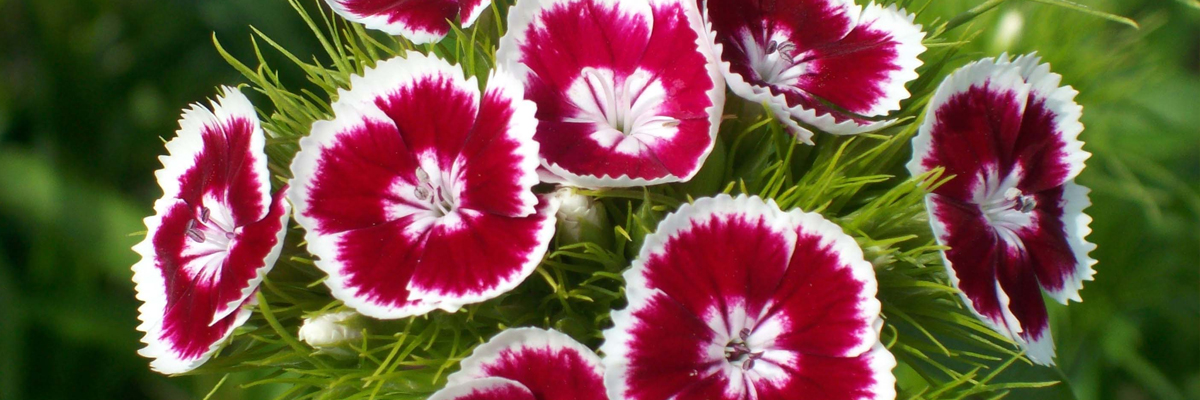 Dianthus