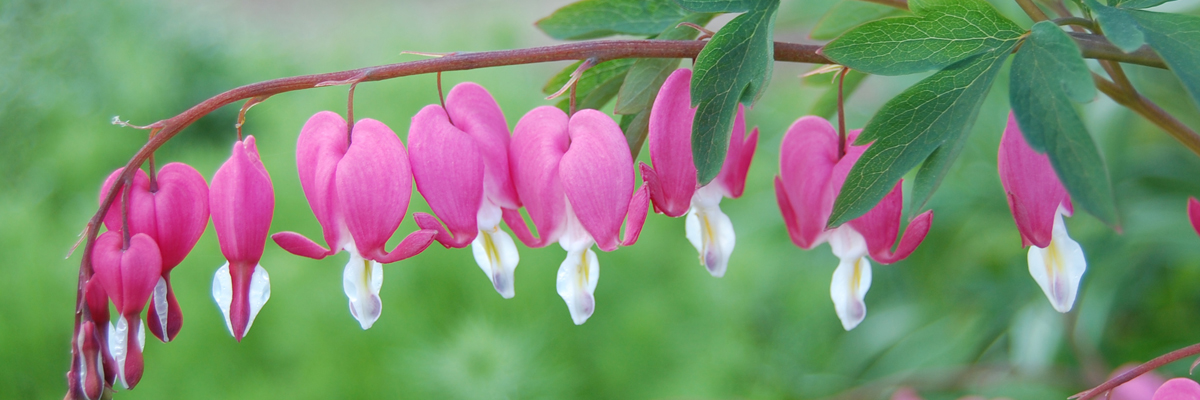 Dicentra