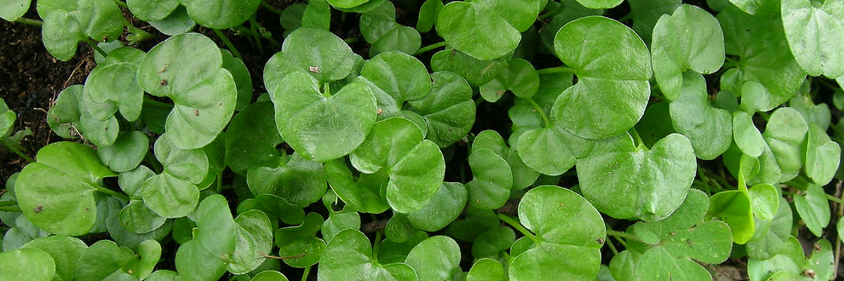 Dichondra