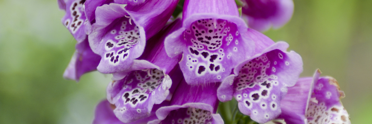 Digitalis