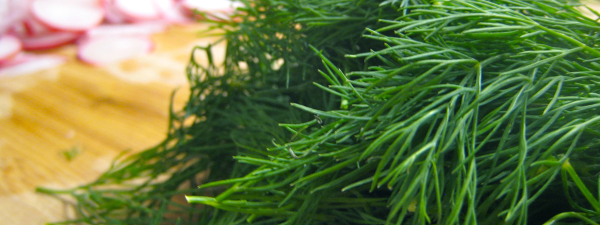 Dill