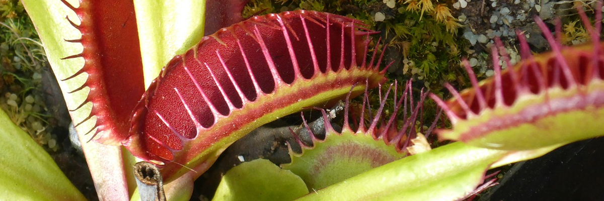 Dionaea