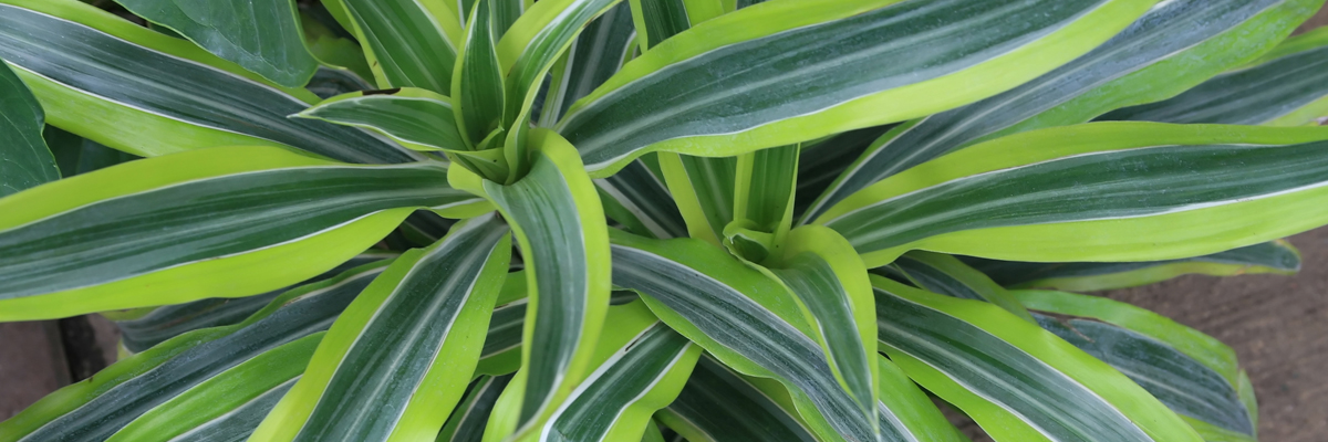Dracaena