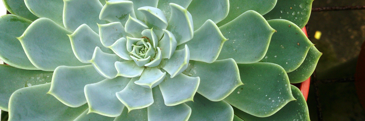 Echeveria