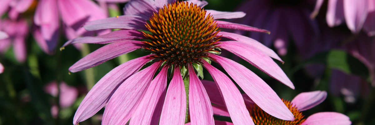 Echinacea