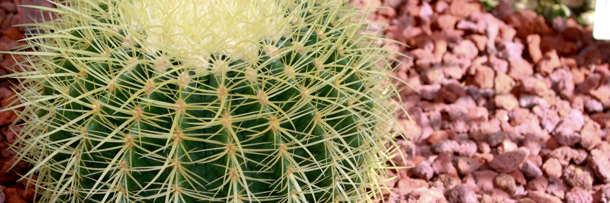 Echinocactus