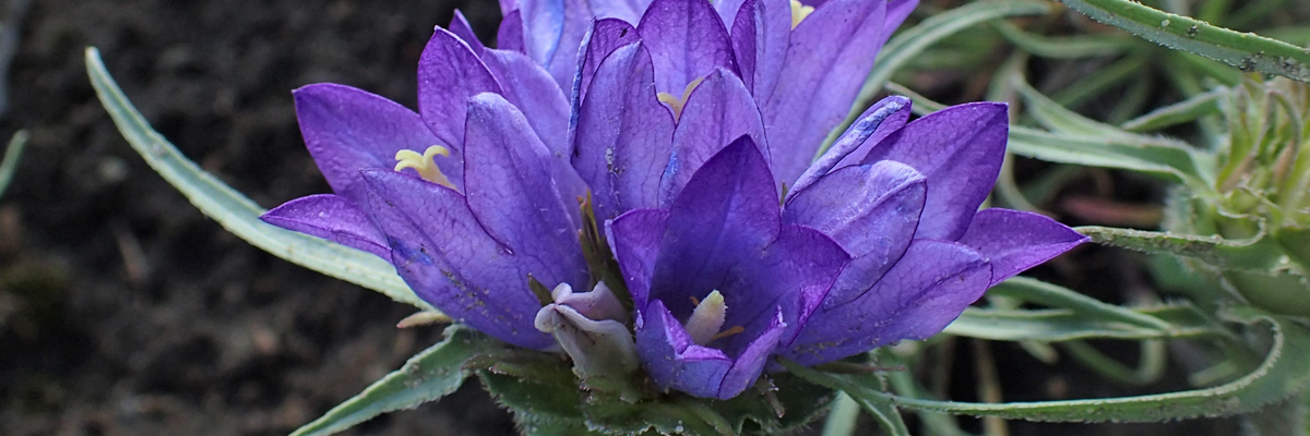 Edraianthus