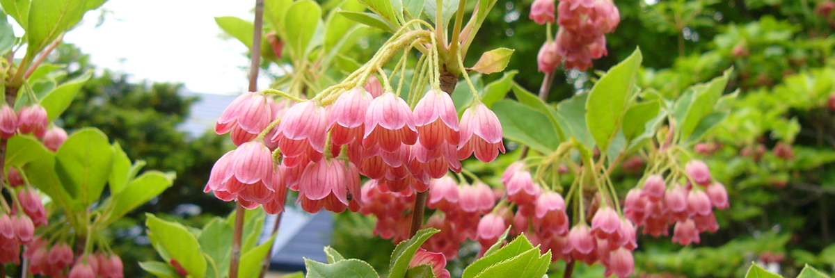 Enkianthus