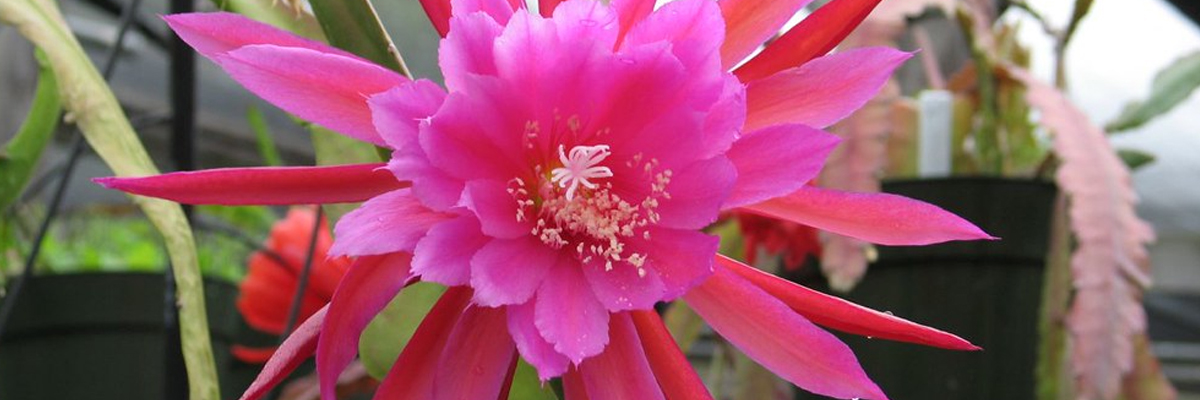 Epiphyllum