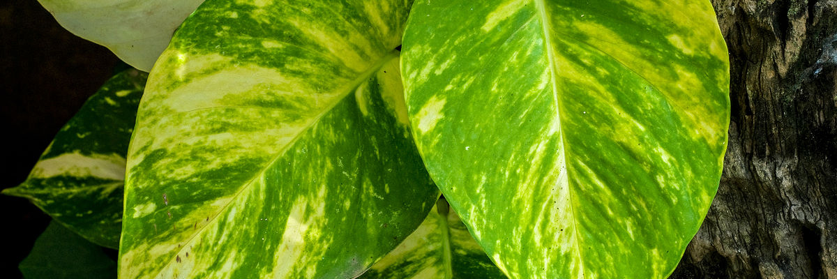 Epipremnum