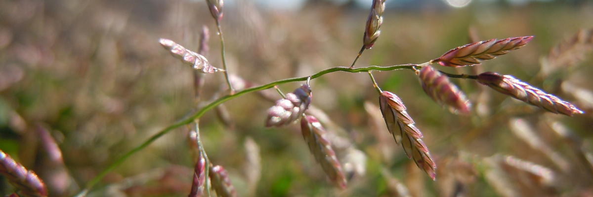 Eragrostis
