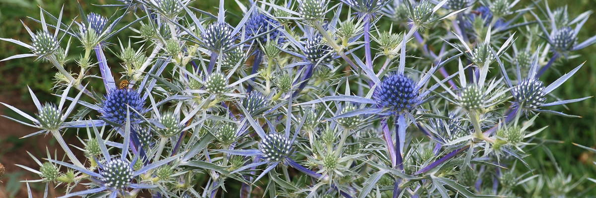Eryngium