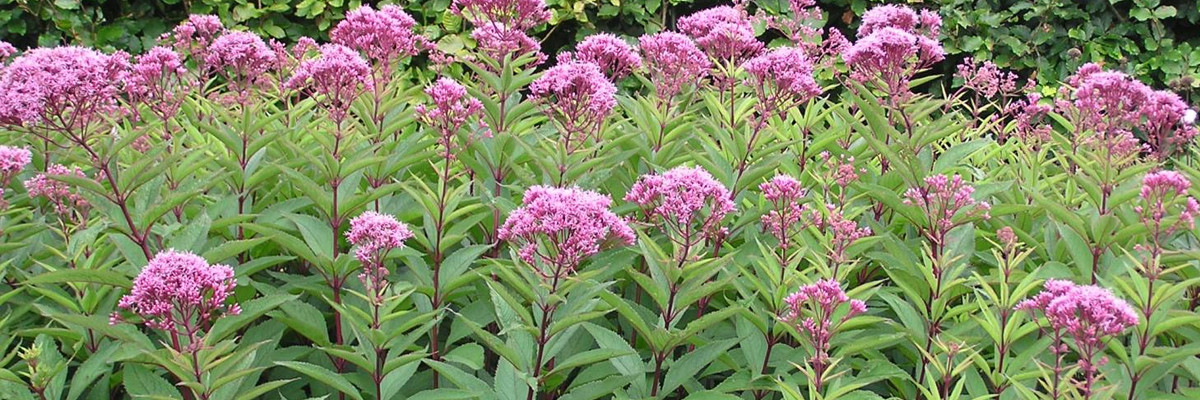 Eupatorium