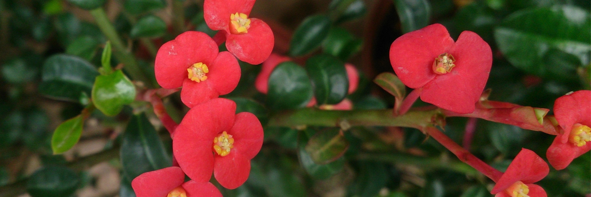 Euphorbia