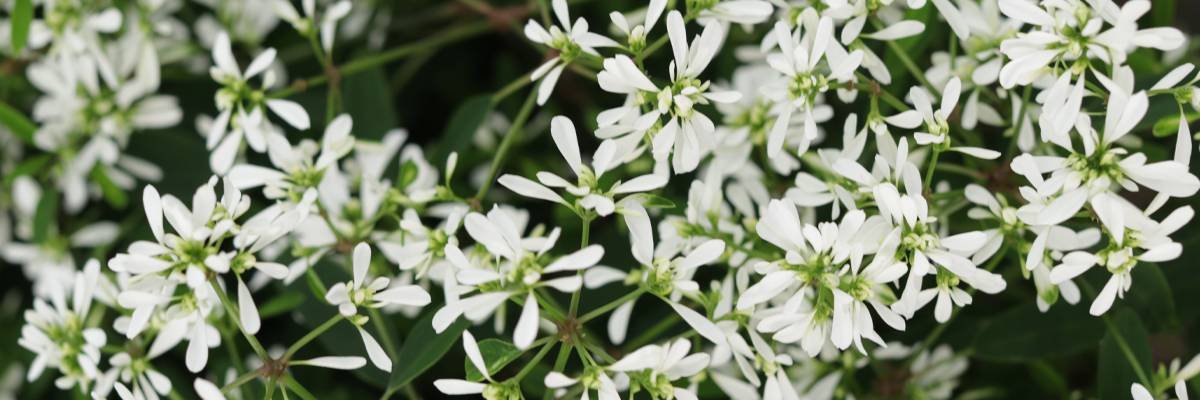 Euphorbia