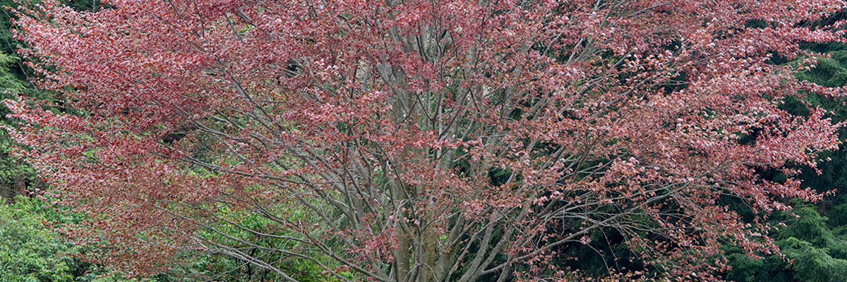 Fagus