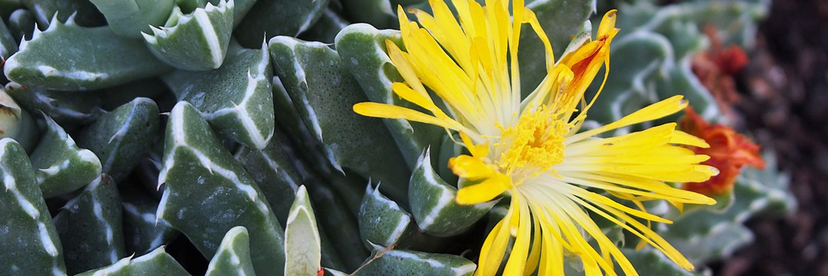 Faucaria