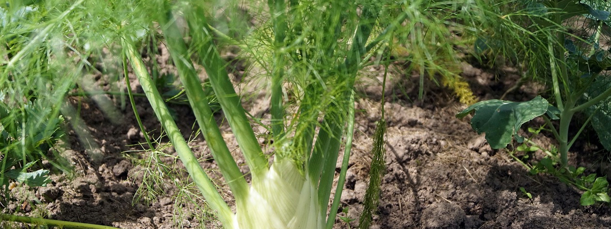 Fennel