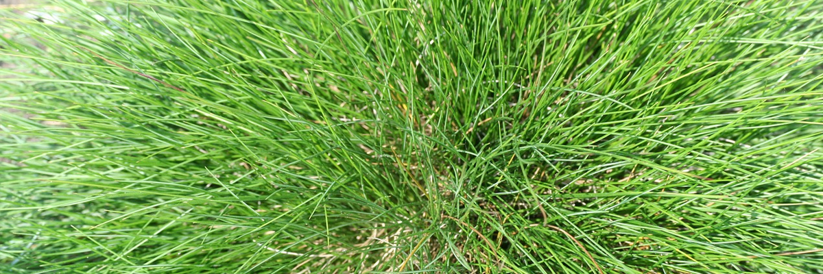 Festuca