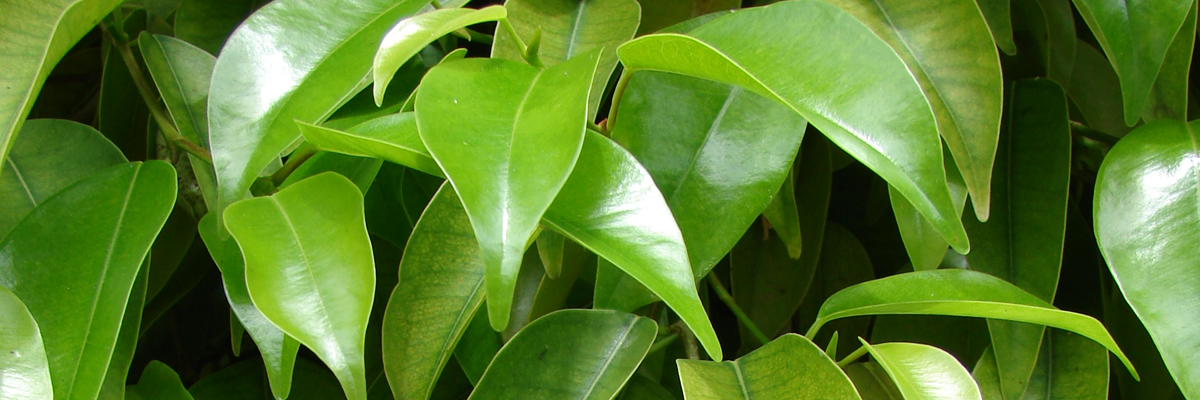 Ficus