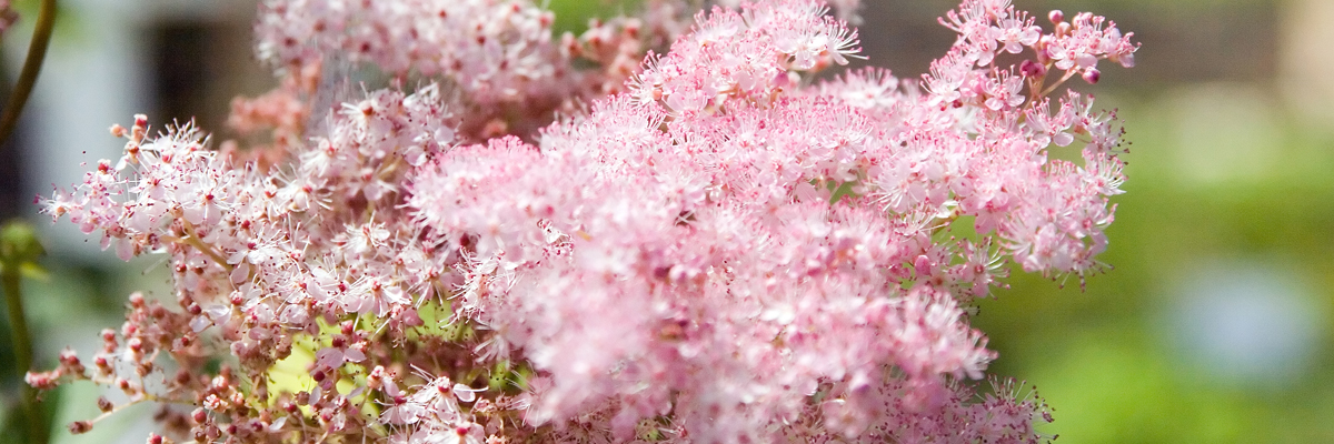 Filipendula