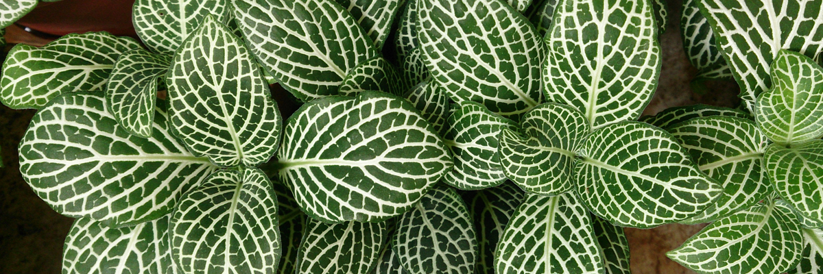Fittonia