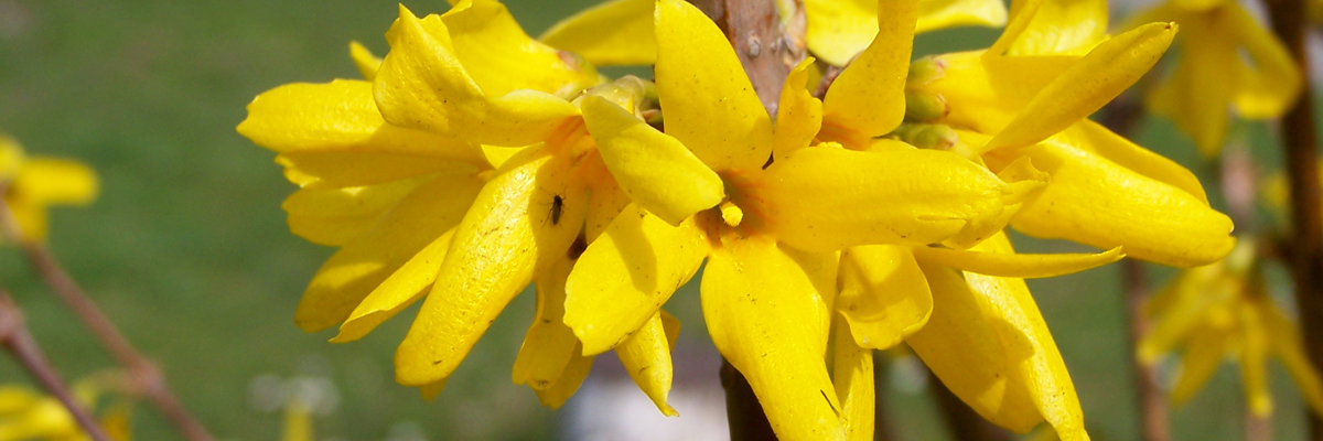 Forsythia