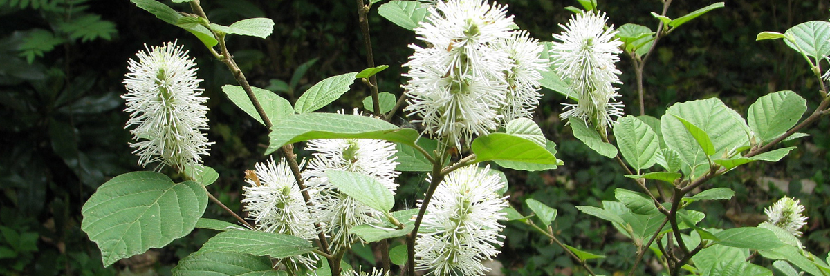 Fothergilla