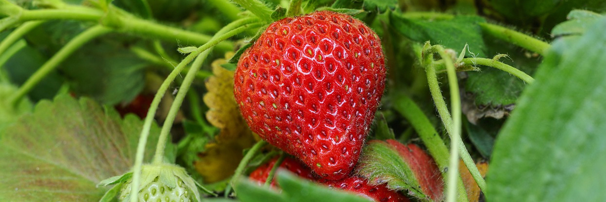Fragaria