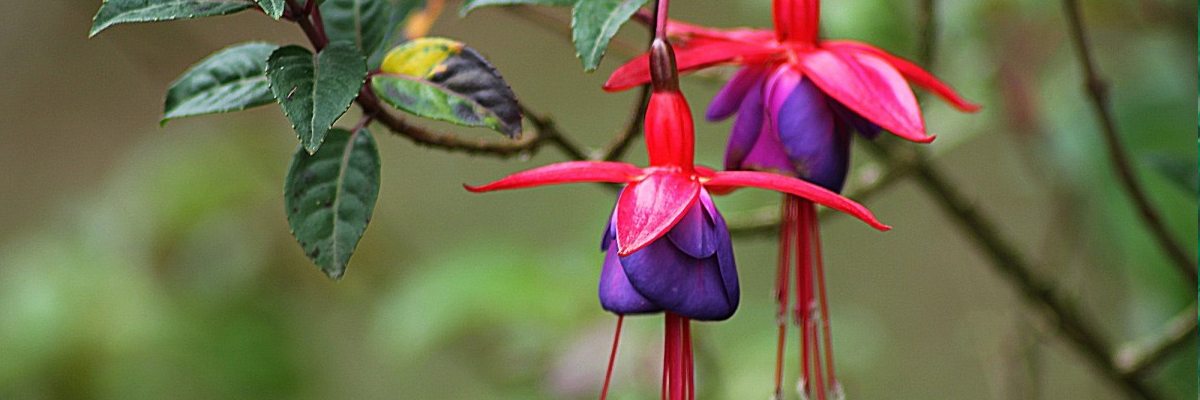 Fuchsia