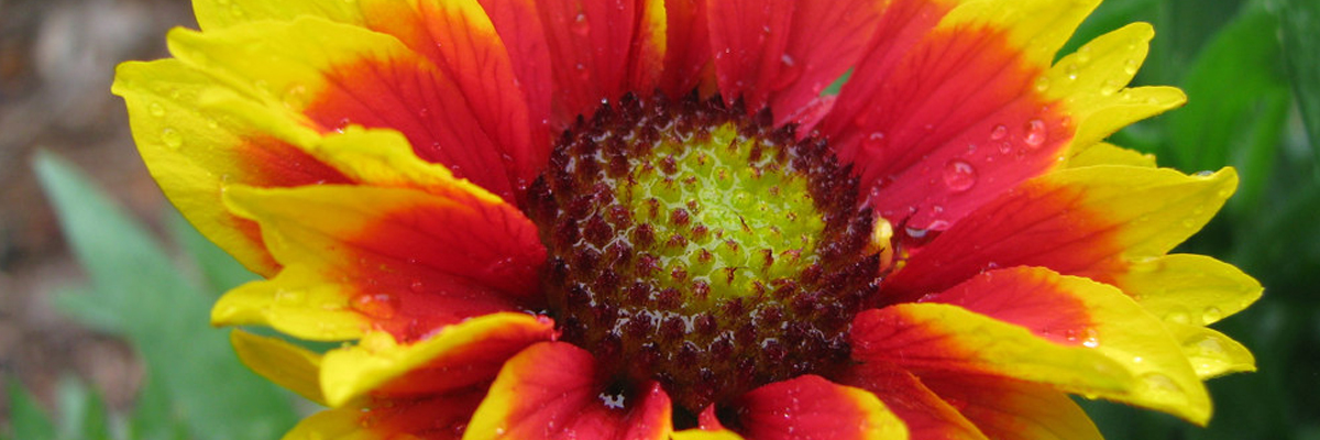 Gaillardia