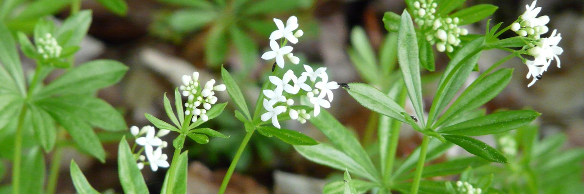 Galium