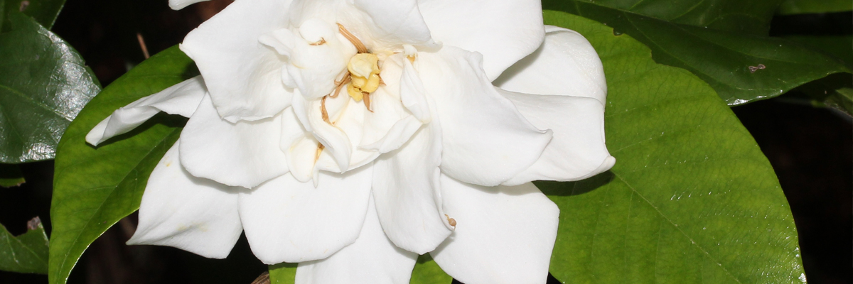 Gardenia