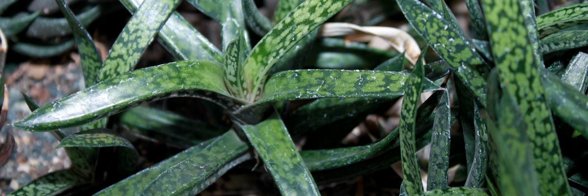 Gasteria