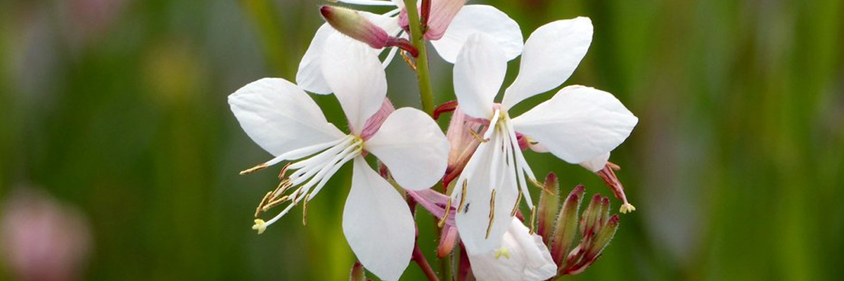Gaura