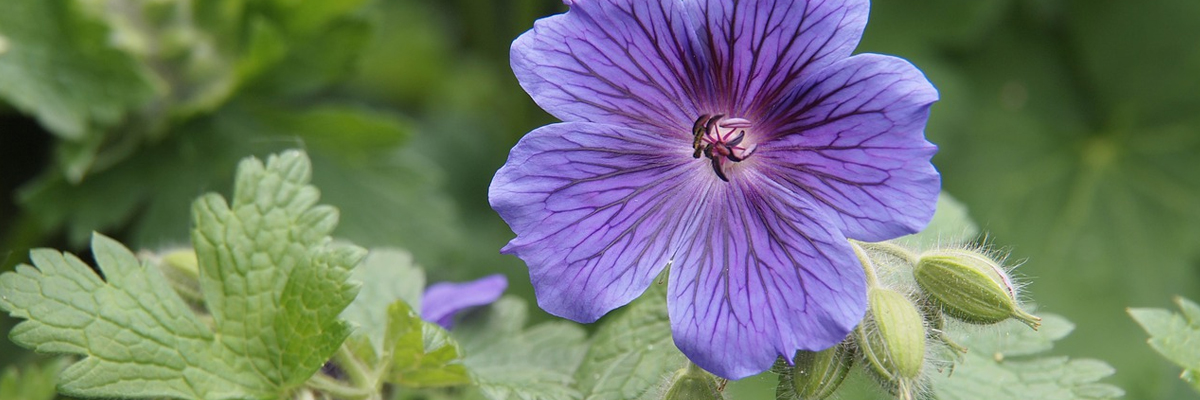 Geranium