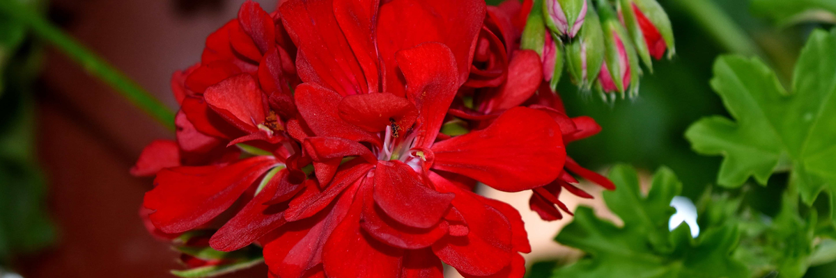 Geranium