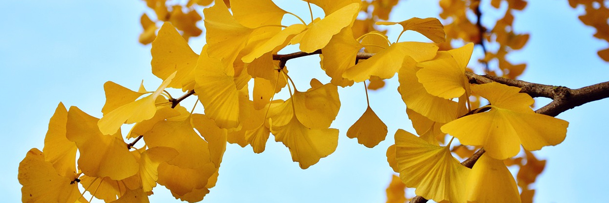 Ginkgo