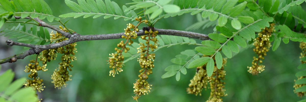 Gleditsia