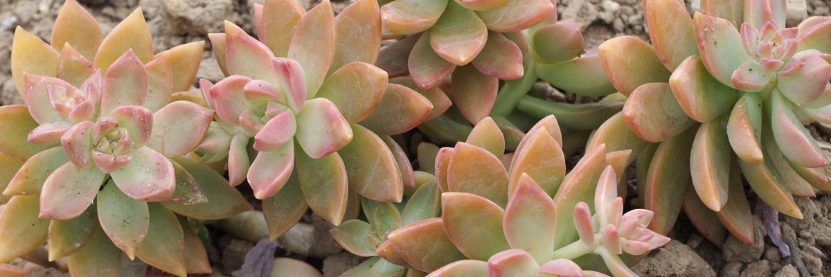 Graptosedum